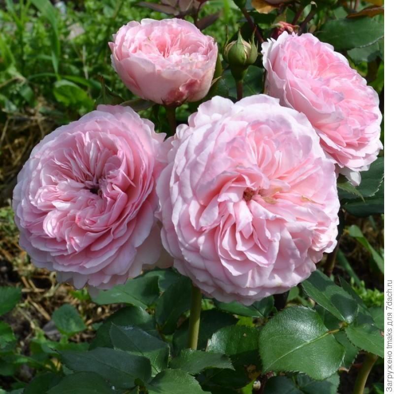 Саджанці троянди флорибунда Марія Терезія (Rose Mariatheresia), фото 1