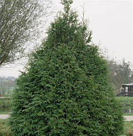 Саженцы туя западная Фрисландия (Thuja occidentalis Frieslandia)