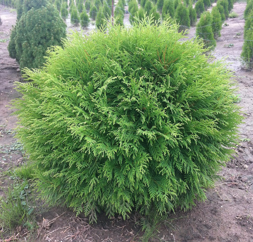 Саженцы туи западной Литтл Чемпион (Thuja occidentalis Little Champion) - фото 3 - id-p1370151235