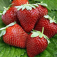 Розсада полуниці Магнус - пізня, урожайна, солодка, фото 2