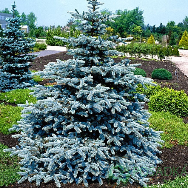Купить Саженцы Ели колючей Блу (Picea pungens 'Royal Blue'), цена 75 ₴ — Prom.ua