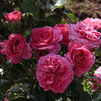 Саженцы чайно-гибридной розы Баронесса (Rose Baronesse)