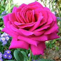 Саженцы чайно-гибридной розы Биг Перпл (Rose Big Purple)