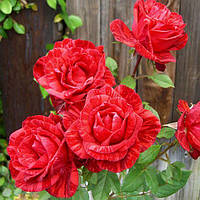 Саженцы чайно-гибридной розы Ред Интуишн (Rose Red Intuition)