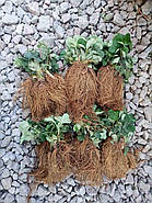 Розсада полуниці Альбіон - ремонтантна, великоплідна, соковита, фото 6