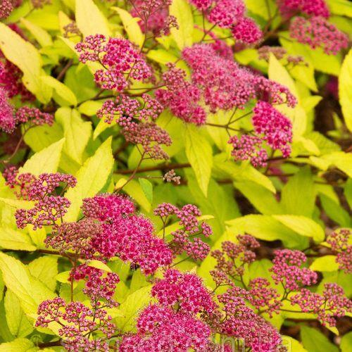 Саджанці спірея японська Голдфлейм (Spiraea japonica Goldflame)