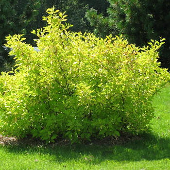 Саджанці Дерена білого Ауреа (Cornus alba Aurea)