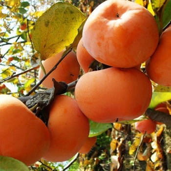 Саджанці хурми Фуйю (трирічна) - дводомна, морозостійка, середня