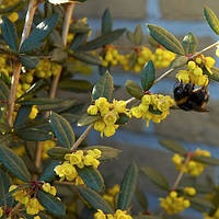 Саженцы барбарис Юлиана (Berberis julianae)