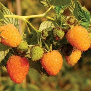 Саджанці ремонтантної малини Порана Роса - солодка, крупноплідна, високоврожайна, фото 1