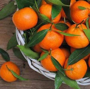 СаженцымандаринаСатсума(Satsuma)-сладкий,ароматный,сочный