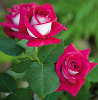 Саджанці чайно-гібридної троянди Моніка Белуччі (Rose Monica Bellucci)