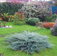 Саджанці Ялівця козацького Сизий (Juniperus sabina Syziy)