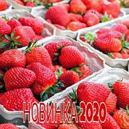 Розсада полуниці Брілла - дуже рання, крупноплідна, врожайна,невибаглива., фото 3