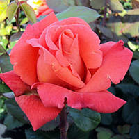 Саджанці чайно-гібридної троянди Христофор Колумб (Rose Christophe Colomb)