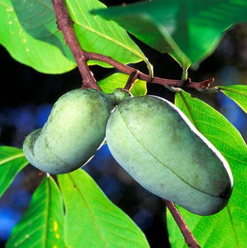 Саджанці Азіміни трилопасна Трилоба (бананове дерево) - двостатева, морозостійка, крупноплідна