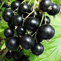 Саженцы смородины черной Лентяй - средняя, крупноплодная, неприхотливая