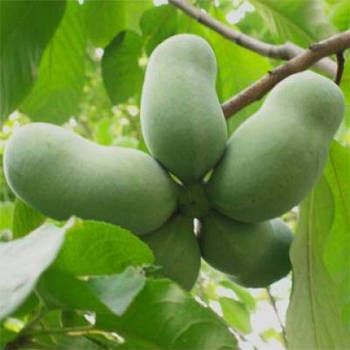 Саджанці Азіміни трилоба Прима 1216 (бананове дерево)(2-х льотка) - самозапильна, морозостійка