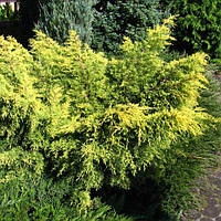 Саженцы Можжевельника средннго Кинг оф Спринг (Juniperus x media King of Spring)