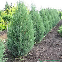 Саженцы Можжевельника виргинского (Juniperus virginiana)