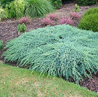 Саженцы Можжевельника горизонтального Блю Мун (Juniperus horizontalis Blue Moon)