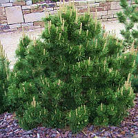 Сосни гірської Мугус (Pinus mugo Mughus)