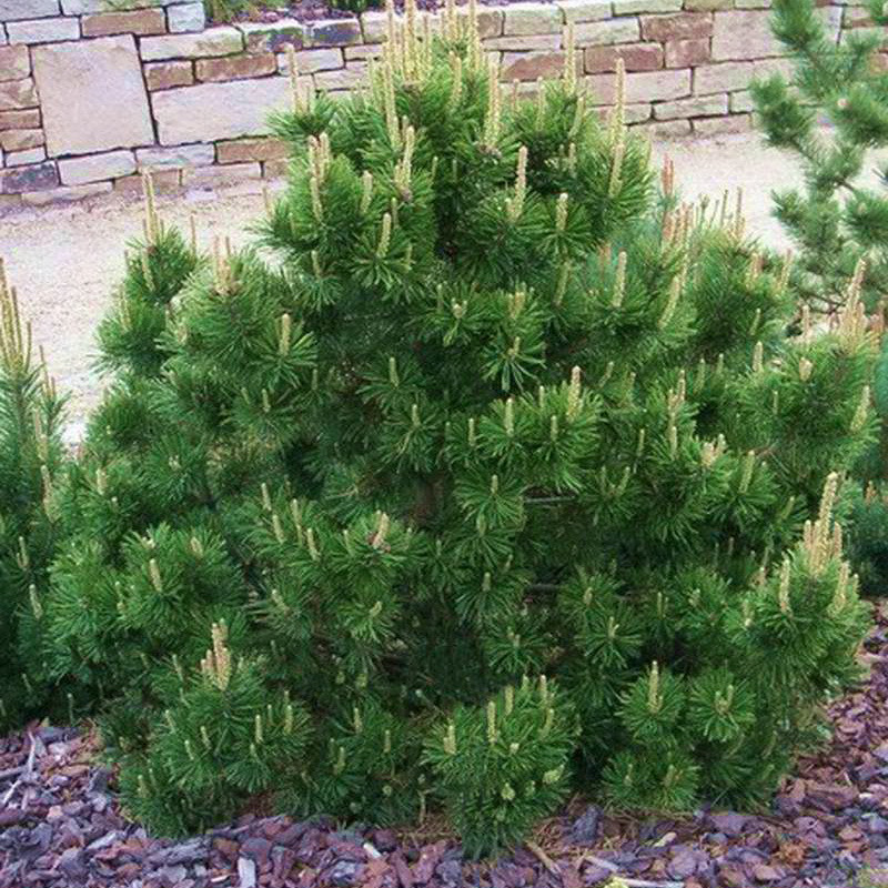 Сосни гірської Мугус (Pinus mugo Mughus) - фото 1 - id-p1370148410