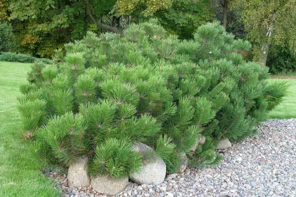 Сосни гірської Мугус (Pinus mugo Mughus) - фото 6 - id-p1370148410