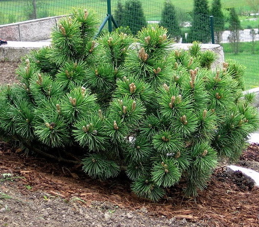 Саженцы Сосны горной Монтана (Pinus mugo Montana) - фото 4 - id-p1370148414