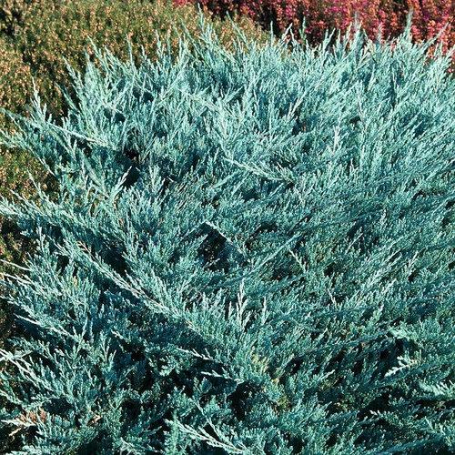 Саджанці Ялівцю горизонтального Монтана (Juniperus horizontalis Montana)