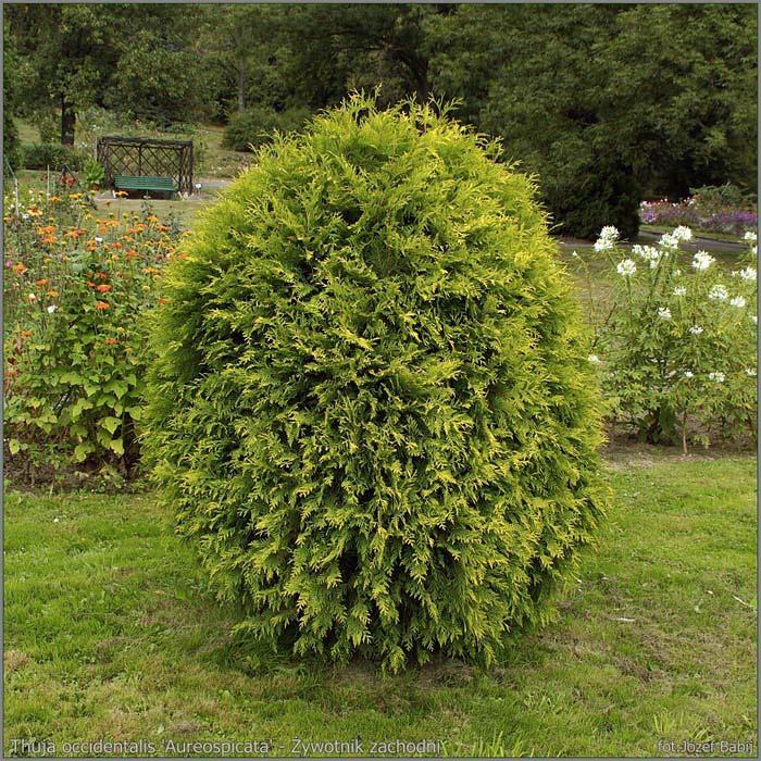 Саджанці Туї західної Ауреоспиката (Thuja occidentalis Aureospicata)