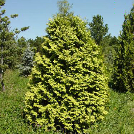 Саджанці Туї західної Вареана Лютесценс (Thuja occidentalis Wareana Lutescens)