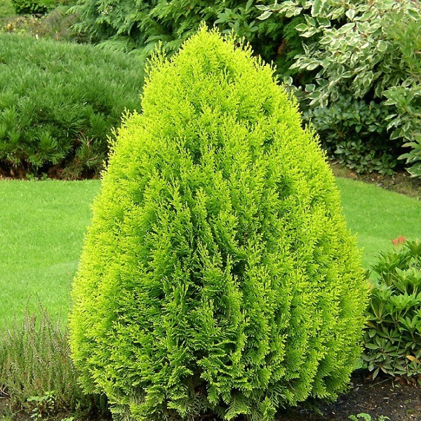 Саджанці Туї східної Ауреа Нана (Thuja orientalis Aurea Nana)