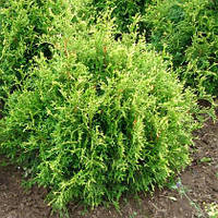 Саженцы Туи западной Столвик (Thuja occidentalis Stolwijk)