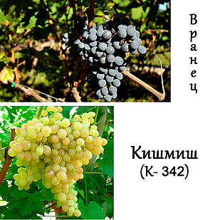 Саджанці та черенки винограду: столовий, технічний та киш-миш (різні сорти)
