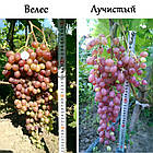 Саджанці та черенки винограду: столовий, технічний та киш-миш (різні сорти), фото 6