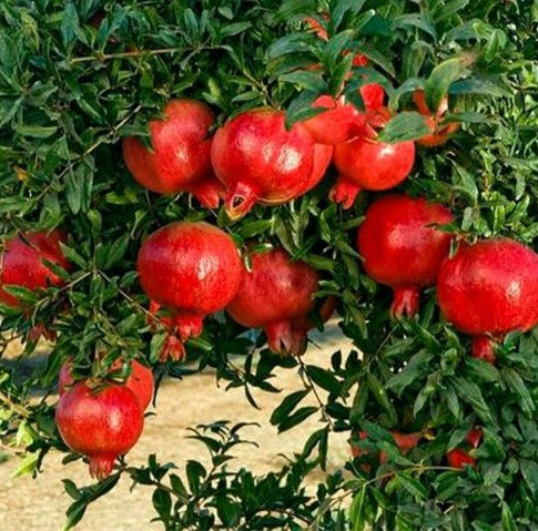 Саджанці граната Ак-Дону 3-річний - середнього терміну дозрівання, розовий, тонкокорий, фото 1