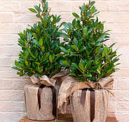 Саджанці лавра (Laurus nobilis), фото 2