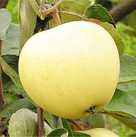 Саженцы яблони Белый налив - раннелетний сорт, зимостойкий.