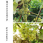 Саджанці та черенки винограду: столовий, технічний та киш-миш (різні сорти), фото 10