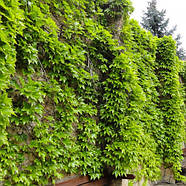 Саджанці Винограду Вічі, щепленого (Parthenocissus tricuspidata Veitchii), фото 3