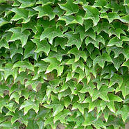 Саджанці Винограду Вічі, щепленого (Parthenocissus tricuspidata Veitchii), фото 4