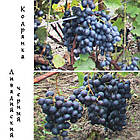 Саджанці та черенки винограду: столовий, технічний та киш-миш (різні сорти), фото 8