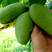 Саджанці Азимины трибола Прима 1216 (бананове дерево) - самоопыляемая, морозостійка, крупноплідна