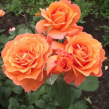 Саджанці чайно-гібридної троянди Тіа Тайм (Rose Tea Time)