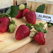 Розсада полуниці Альбіон - ремонтантна, великоплідна, соковита, фото 5