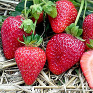 Розсада полуниці Альбіон - ремонтантна, великоплідна, соковита, фото 3