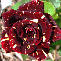 Саженцы чайно-гибридной розы Фокус Покус (Rose Hocus Pocus)