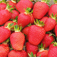 Розсада полуниці Флер - дуже рання, велика, транспортабельна., фото 2