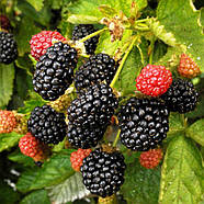 Саджанці ожини Торнфрі (Thornfree) - безколючкова, урожайна, кисло-солодка., фото 2